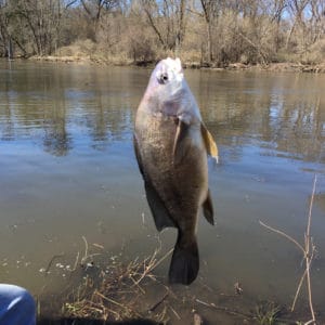 List of Fish Species in Fort Peck Lake 2023 [Updated] - Pond Informer