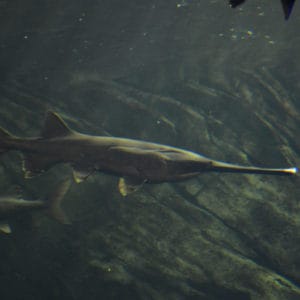 List of Fish Species in Fort Peck Lake 2023 [Updated] - Pond Informer