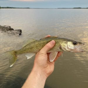 List of Fish Species in Fort Peck Lake 2023 [Updated] - Pond Informer