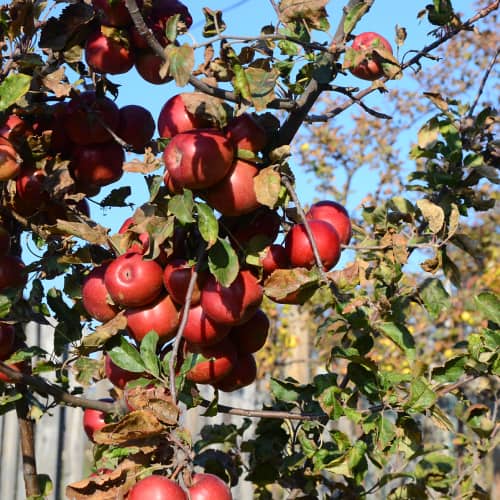 Apple tree