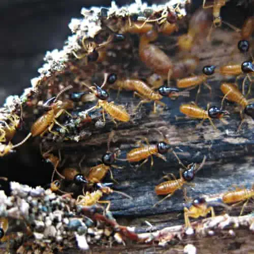 9 Landscaping Methods to Prevent Termites Pond Informer