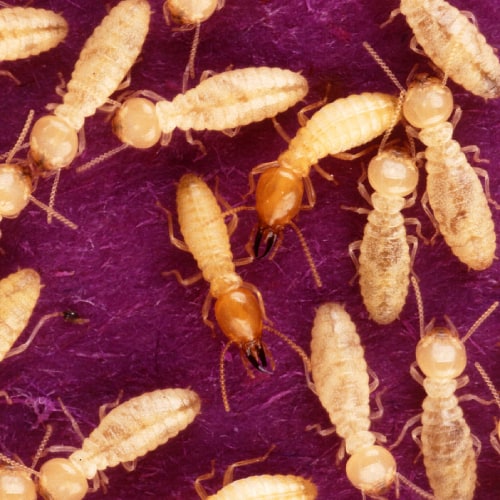 Formosan subterranean termites