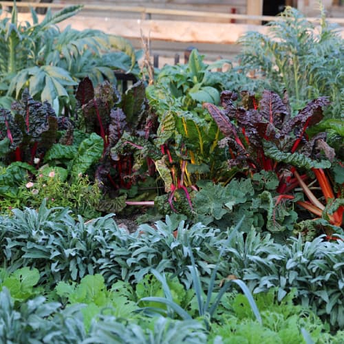 Vegetable garden
