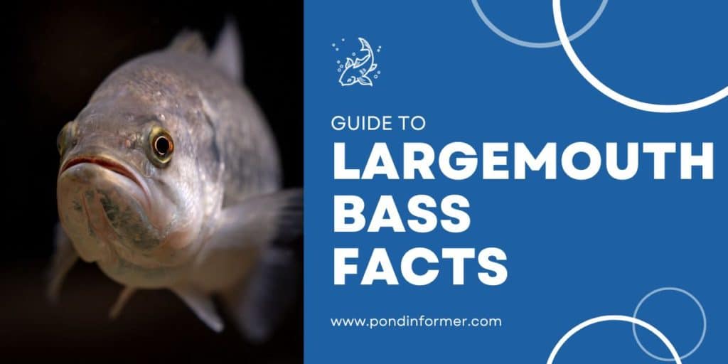 Facts & Guide to Largemouth Bass (Micropterus salmoides) Pond Informer