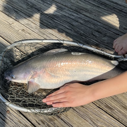 Blue catfish in net
