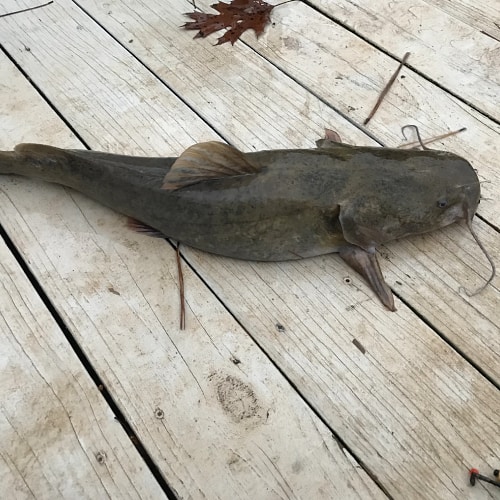 Flathead catfish
