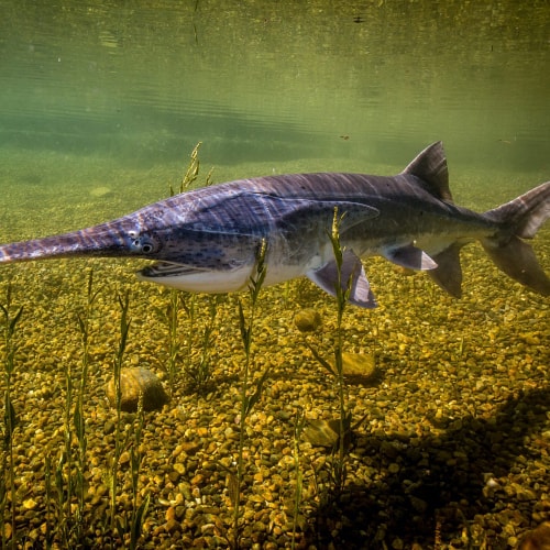 Mississippi paddlefish