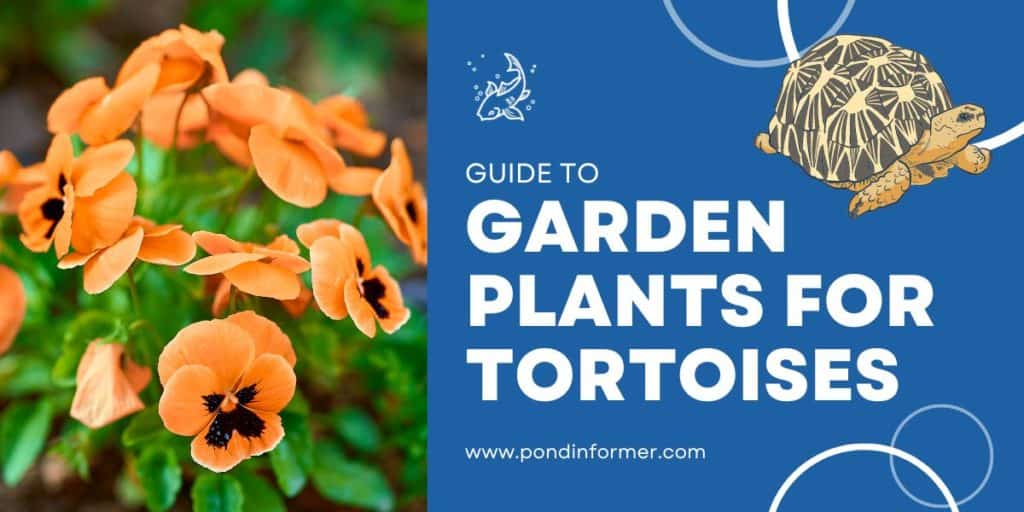 12 Garden Plants Safe for Tortoises 2023 [Plants They Love] Pond Informer
