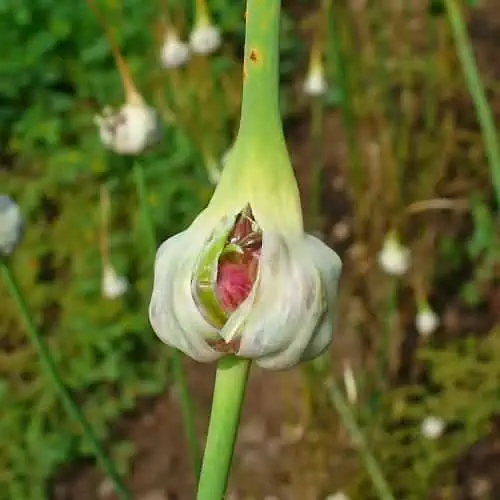 Garlic bulb