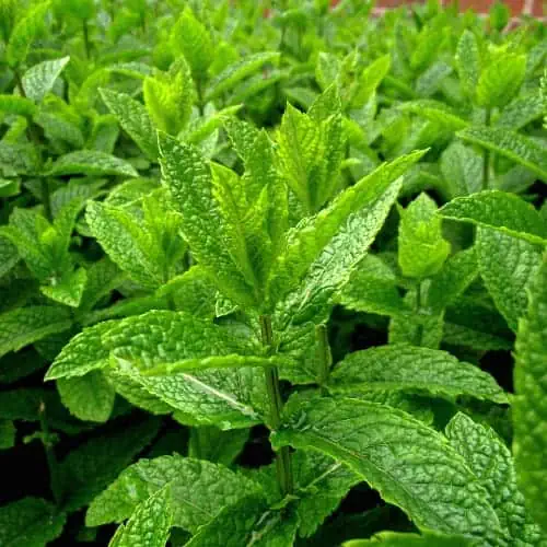 Peppermint leaves