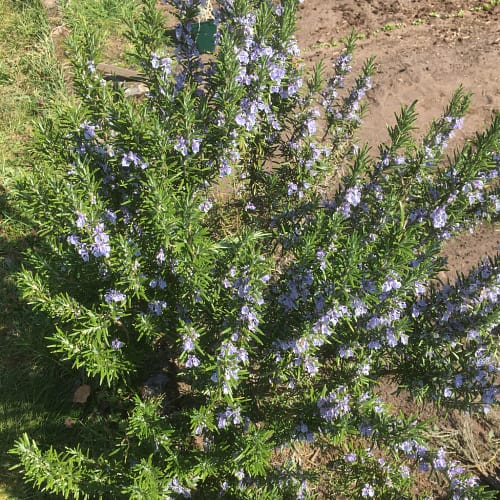 Rosemary in bloom