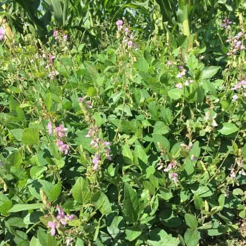 Desmodium plant in bloom