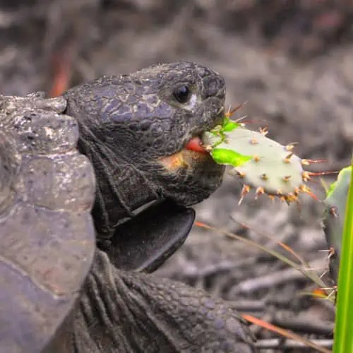 Tortoise eating cactus