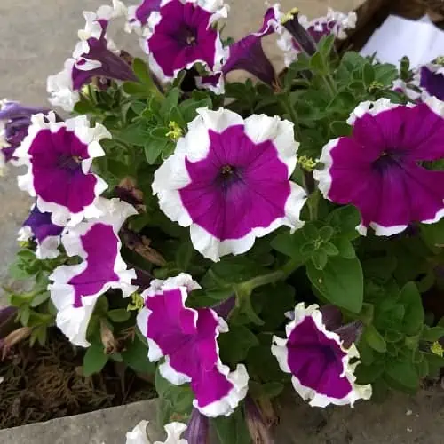 Purple petunias