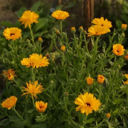 Pot marigold flowers