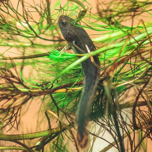 Burbot swimming among vegetation