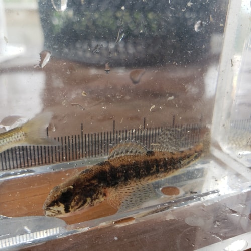 Iowa darter