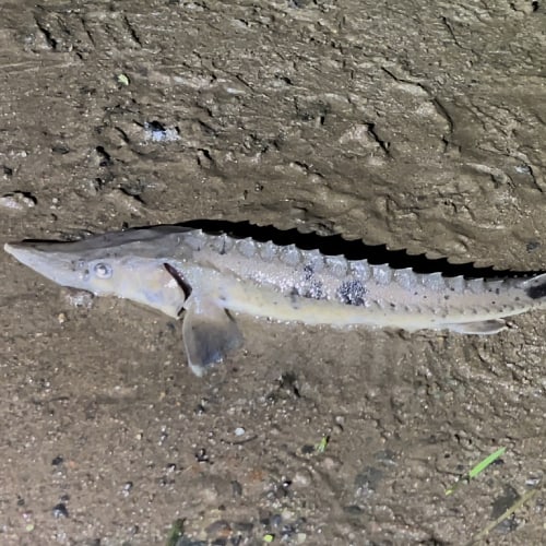 Lake sturgeon