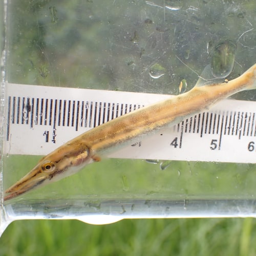 Young muskellunge