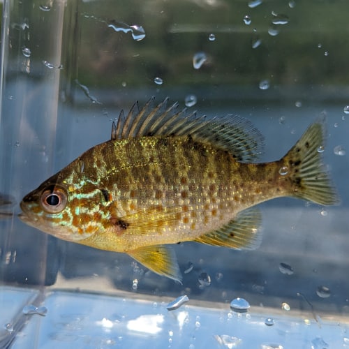 Pumpkinseed fish