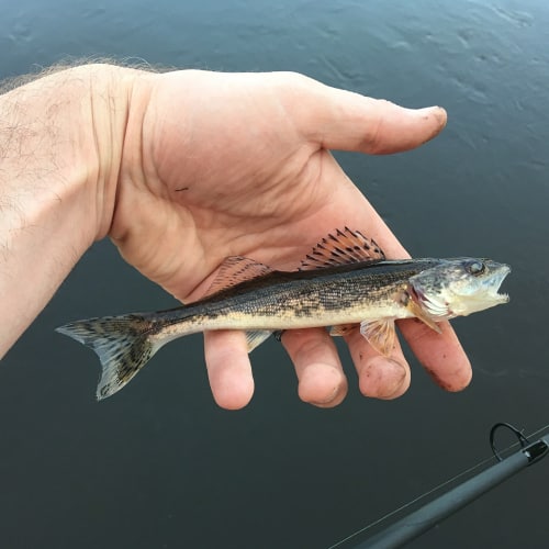 Sauger in hand