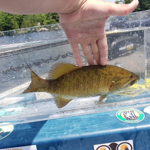 Smallmouth bass
