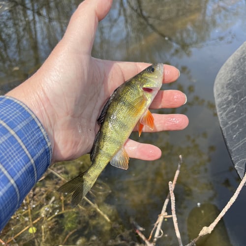 Yellow perch in hand