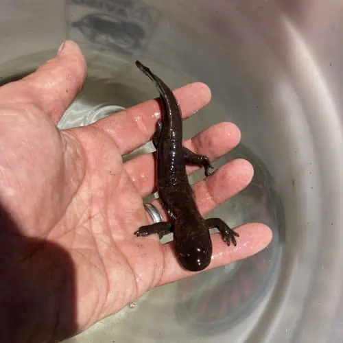 Idaho giant salamander in hand