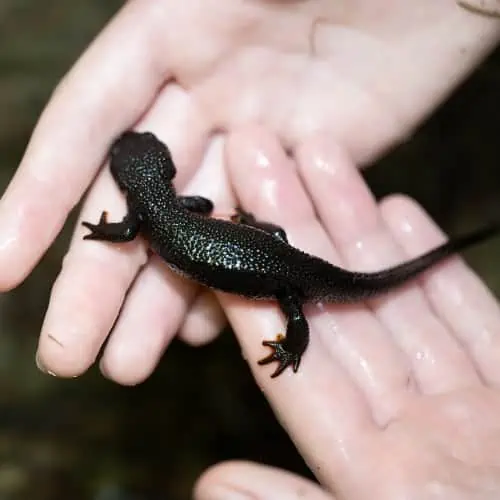 Rough-skinned newt in hand