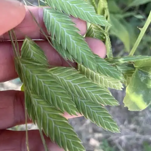 Inland sea oats leaves