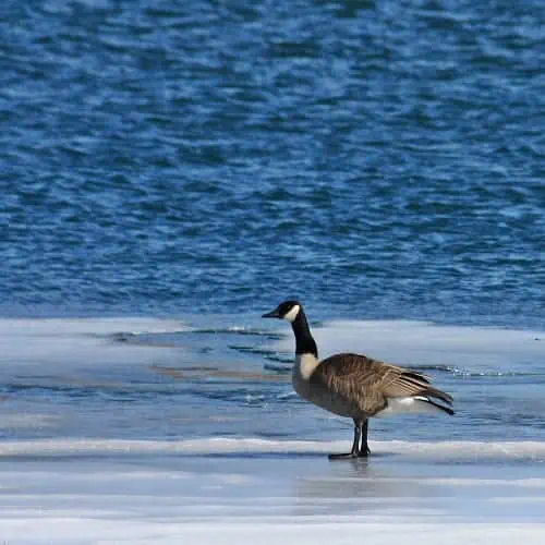 Water bird at Lake Erie