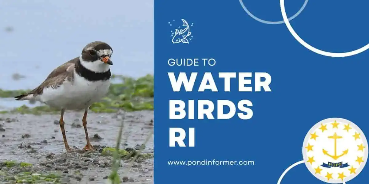 20 MustSee Water Birds in Rhode Island (ID + Pictures) Pond Informer