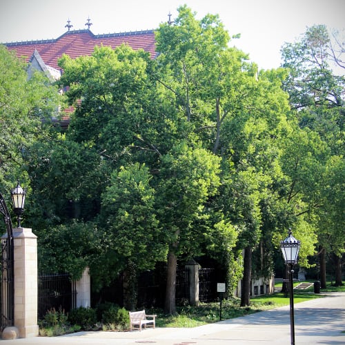 Hackberry trees