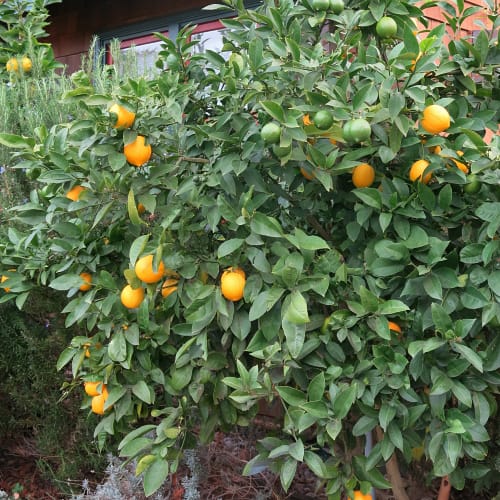 Citrus tree