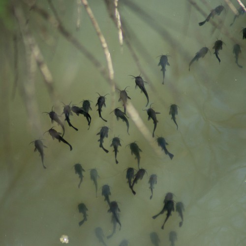 Group of black bullheads in water