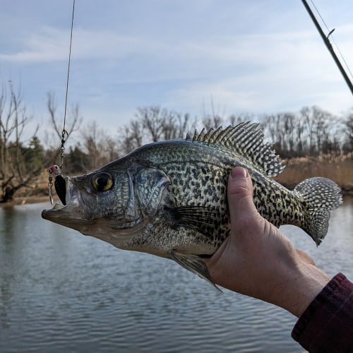 Black crappie on fishing hook