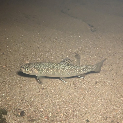 Brook trout underwater