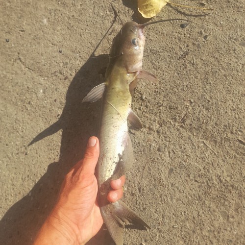 Channel catfish