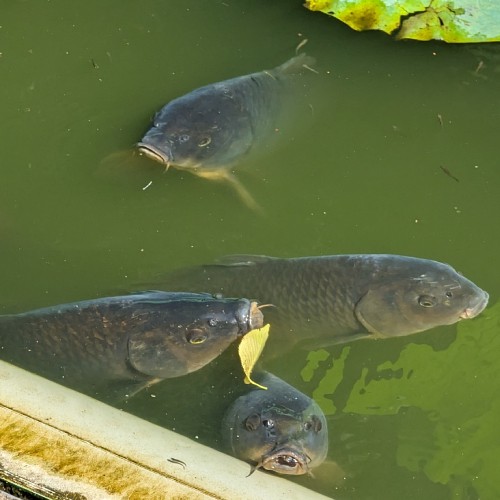 Group of common carp