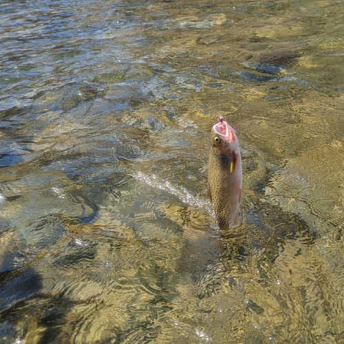 Caught cutthroat trout