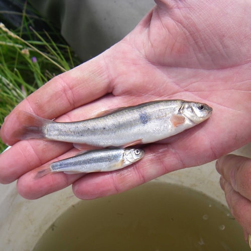 Northern leatherside chubs