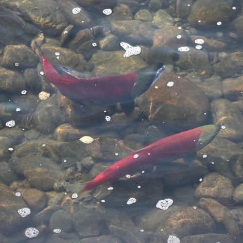 Sockeye salmon underwater