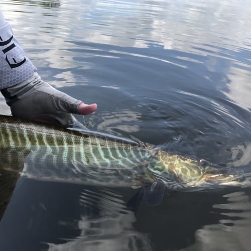 Tiger muskellunge
