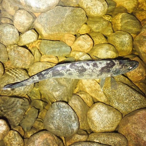 Walleye spawning