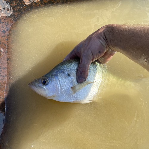 White crappie