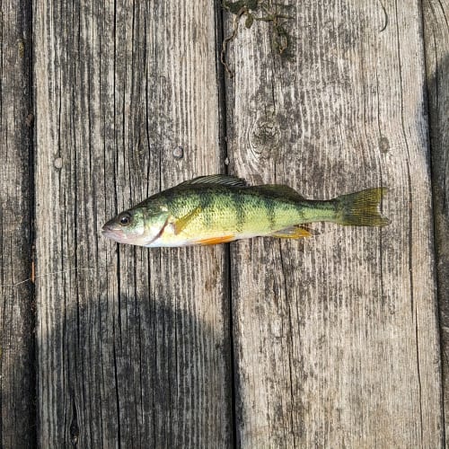 Yellow perch