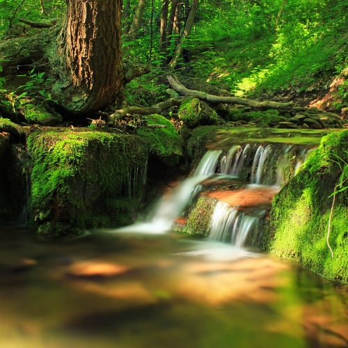 Forest in Bucktail State Park Natural Area, Pennsylvania