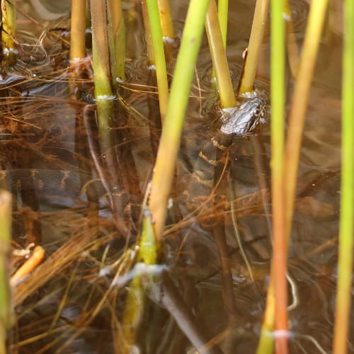 Northern water snake in water