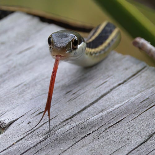 Ribbon snake