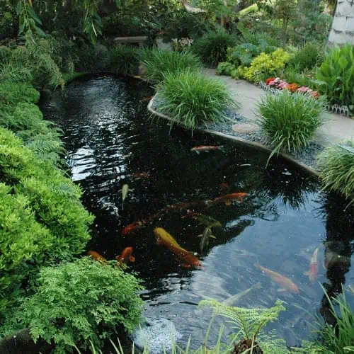 Koi pond